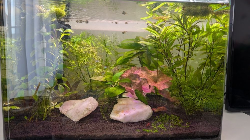 Acvariu complet aquascaping Dennerle nano tank 70L
