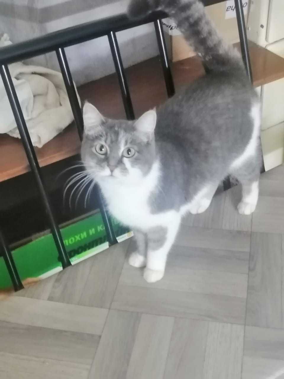 кошечка   Умка 3 года
