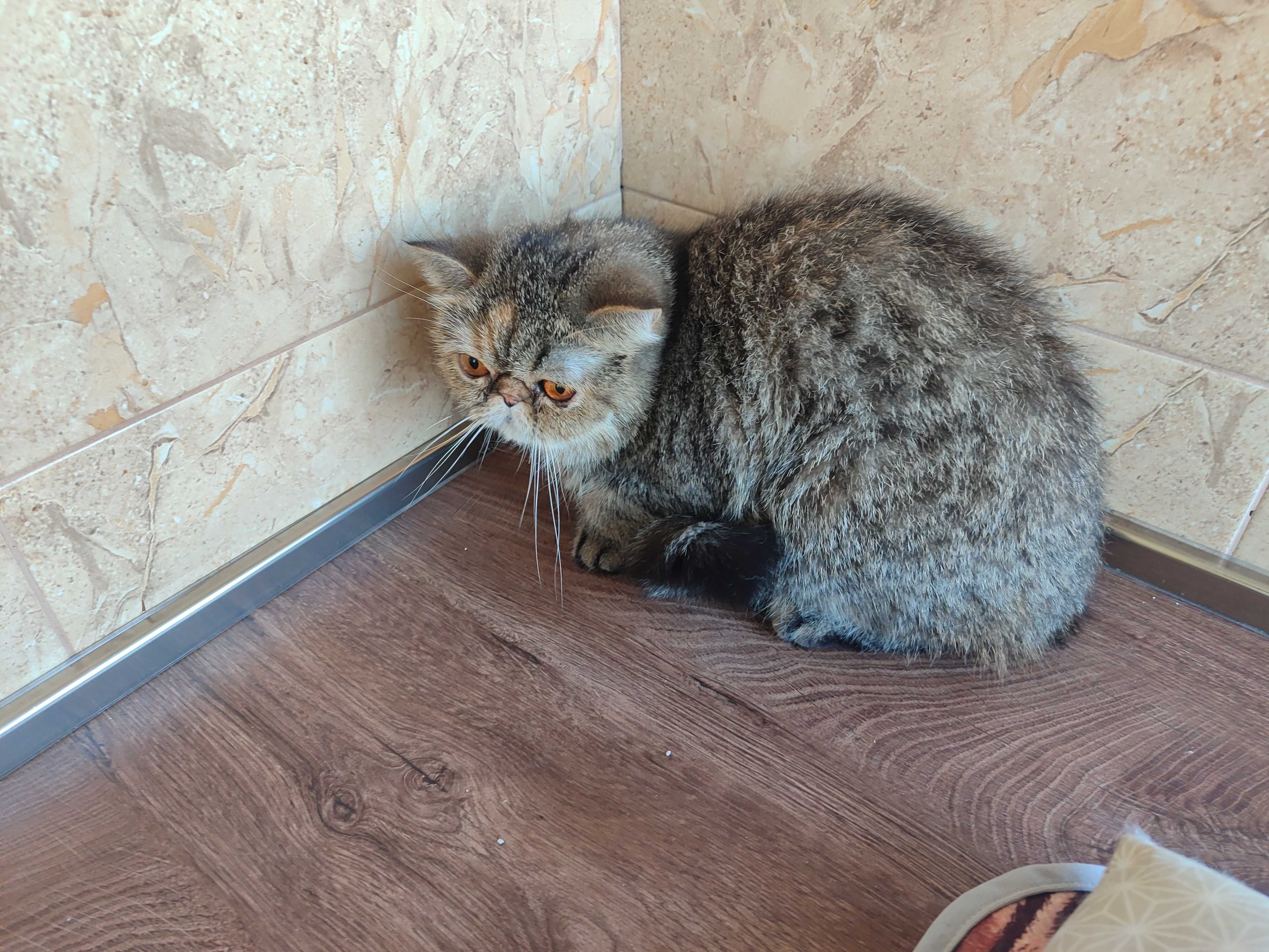 Женска екзотична котка на 2 години.