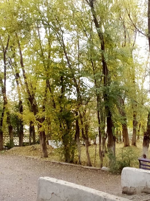 Бесплатно срубка деревьев