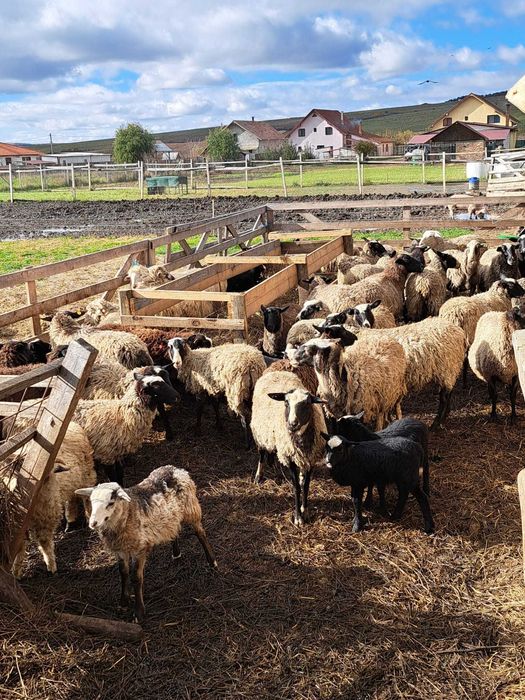 Oi Romanov cu miei – rasă pură, foarte productive