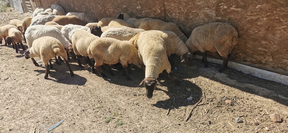 Vând berbecuti suffolk si mielute