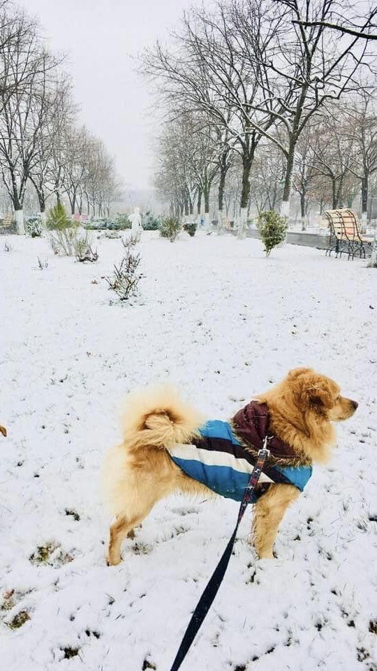 Geaca iarna pentru catei