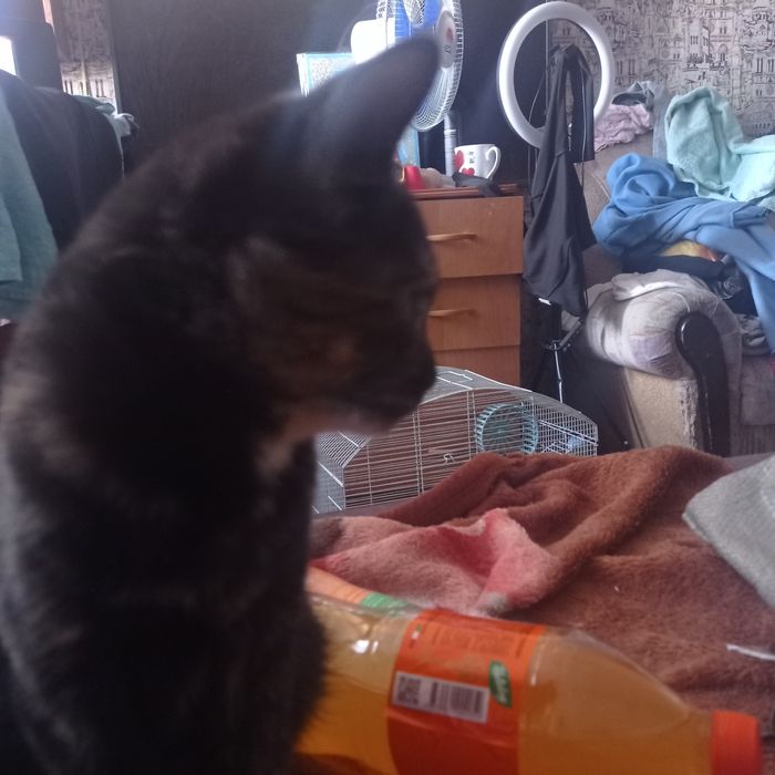 Отдам котят бесплатно