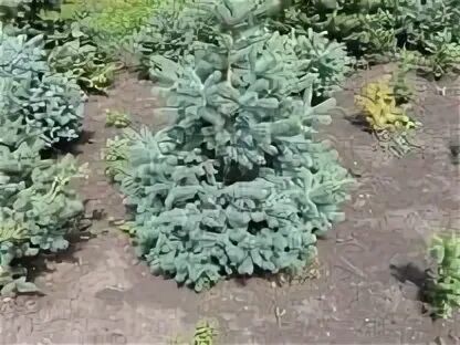 Продам саженцы голубая ель ёлка сосна липа рябина береза дуб кедр