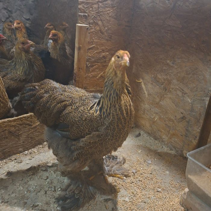 Gainuse Brahma tineret