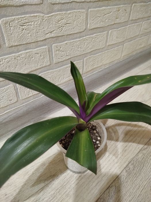 Продам комнатный цветок Рео