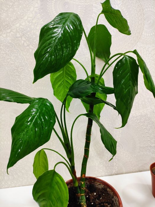 Распродажа декоративных комнатных растений