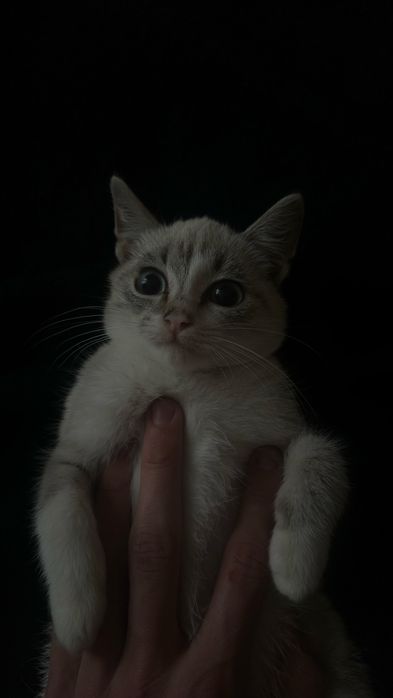 Отдам котенка а добрые руки