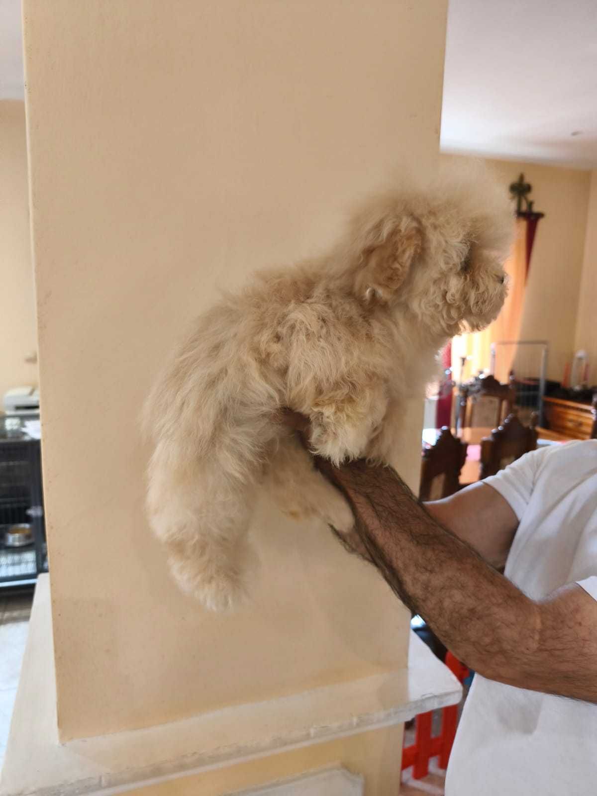 Pui Maltipoo femela