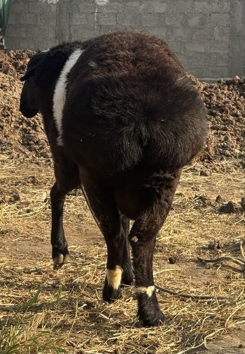 Кучкор сотилади