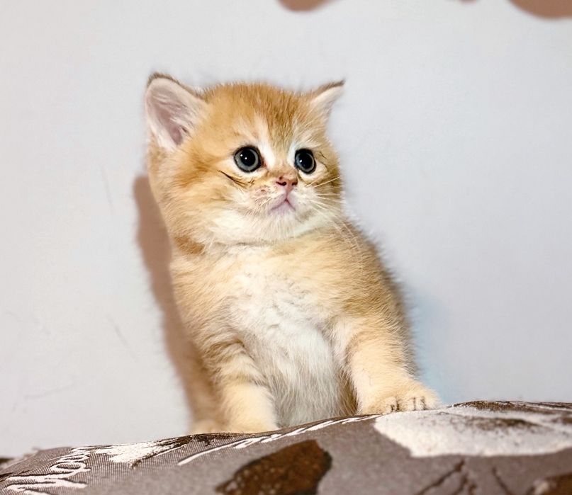 Вислоухие котята золотой окрас