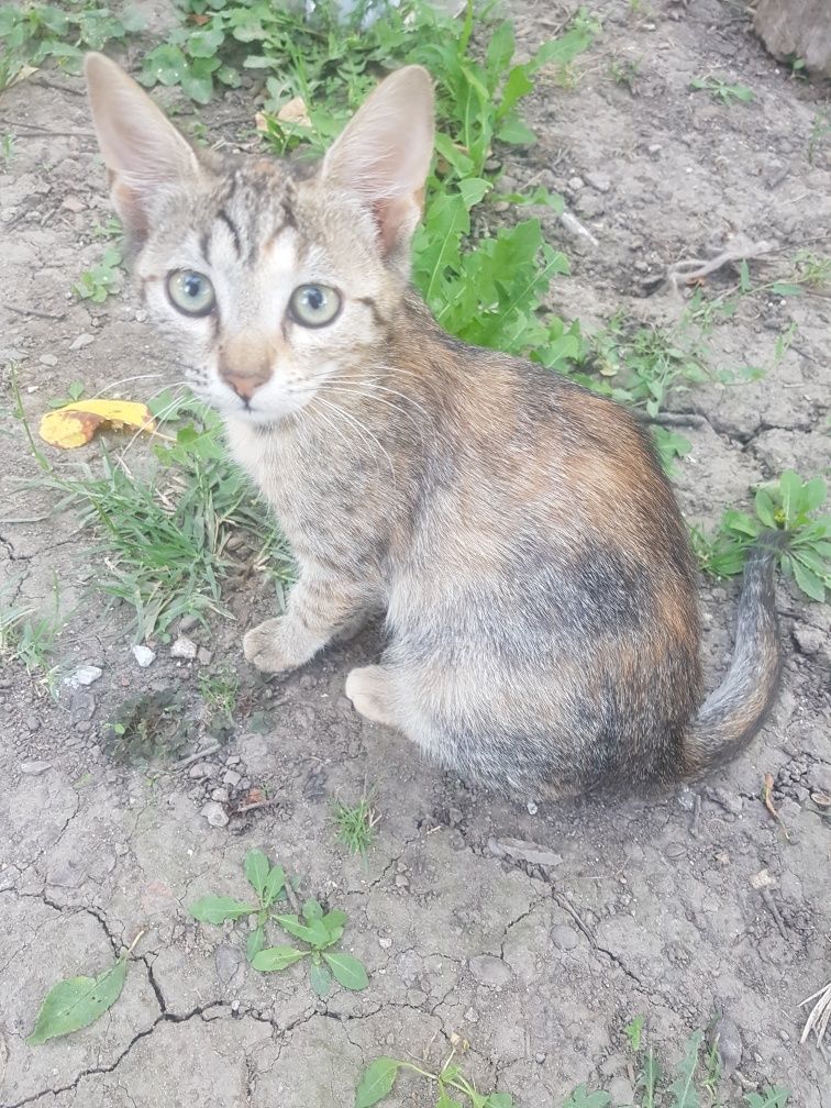 Pisica adultă,  paznic bun al curții