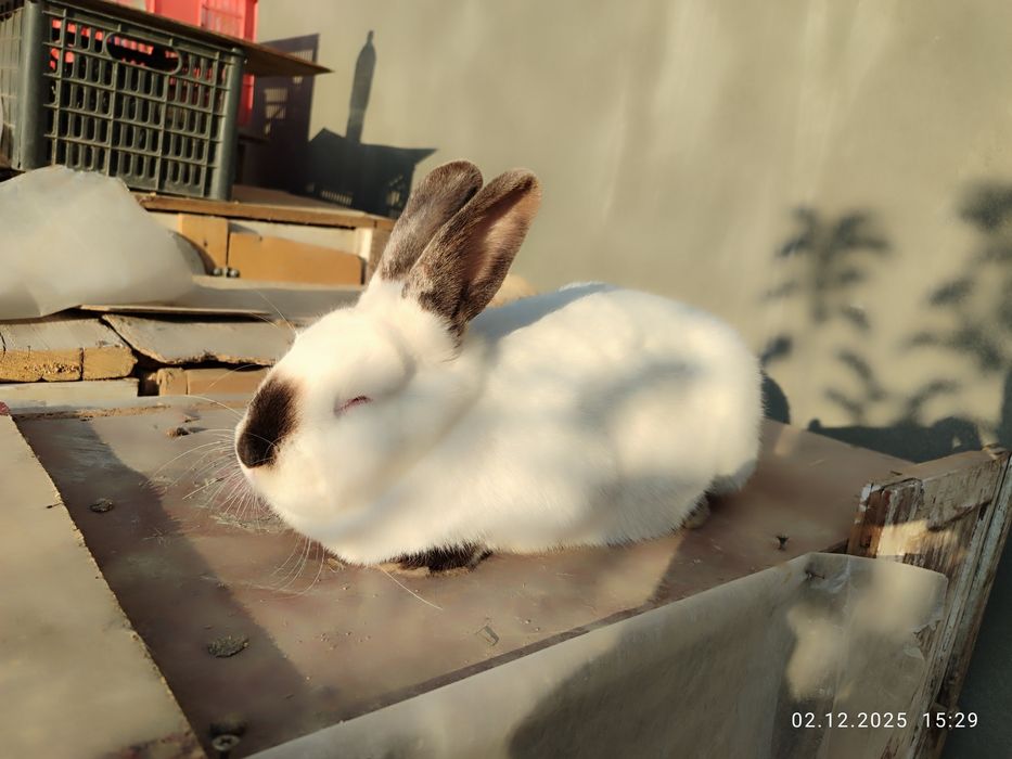 Kaliforniya quyonlari sotiladi