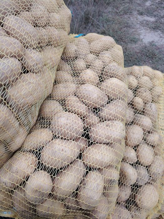 Картофи сорт СОРАЯ