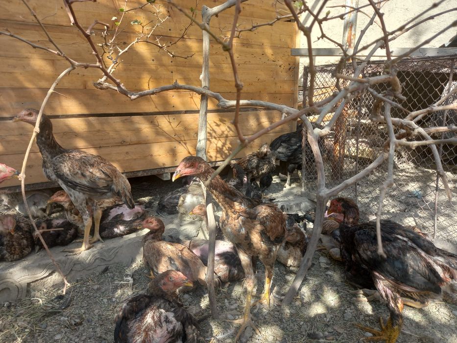 Продаются курицы