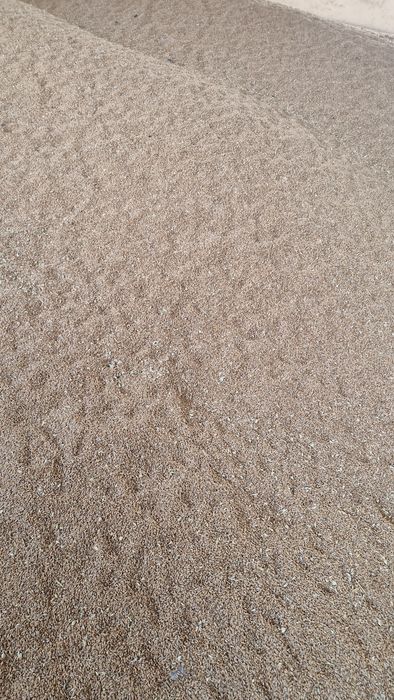 Grâu și triticale