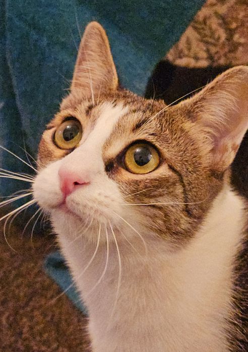 Pisică spre adopție