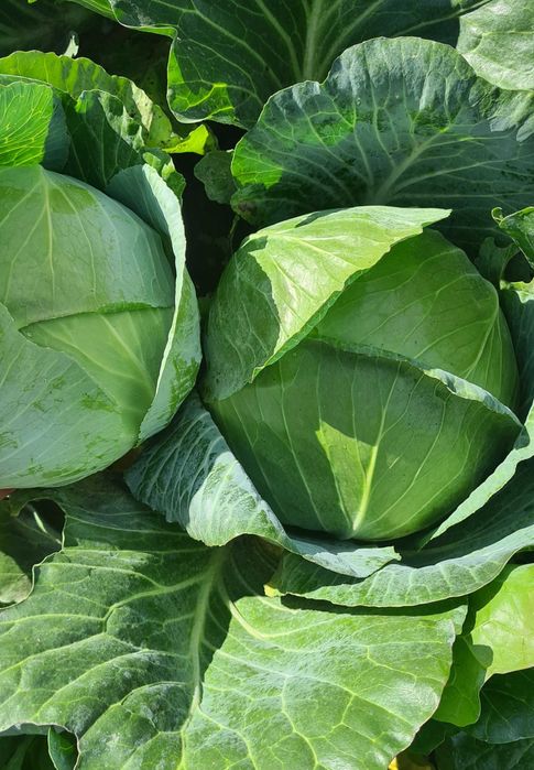 Varză de vânzare: Halmeu, judetul Satu Mare
