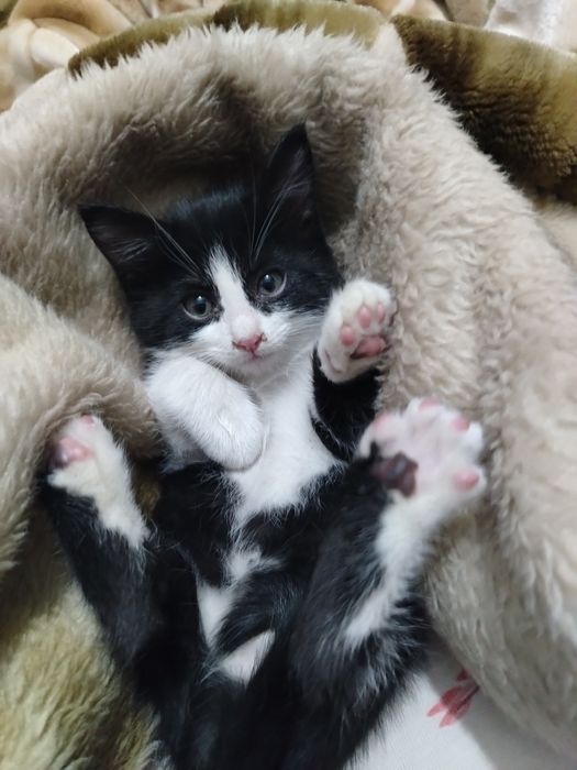 Отдам котят в добрые руки
