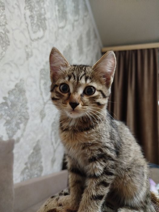 Отдам кошечку, нашли на улице проглестогонили. Себе оставить не можем.