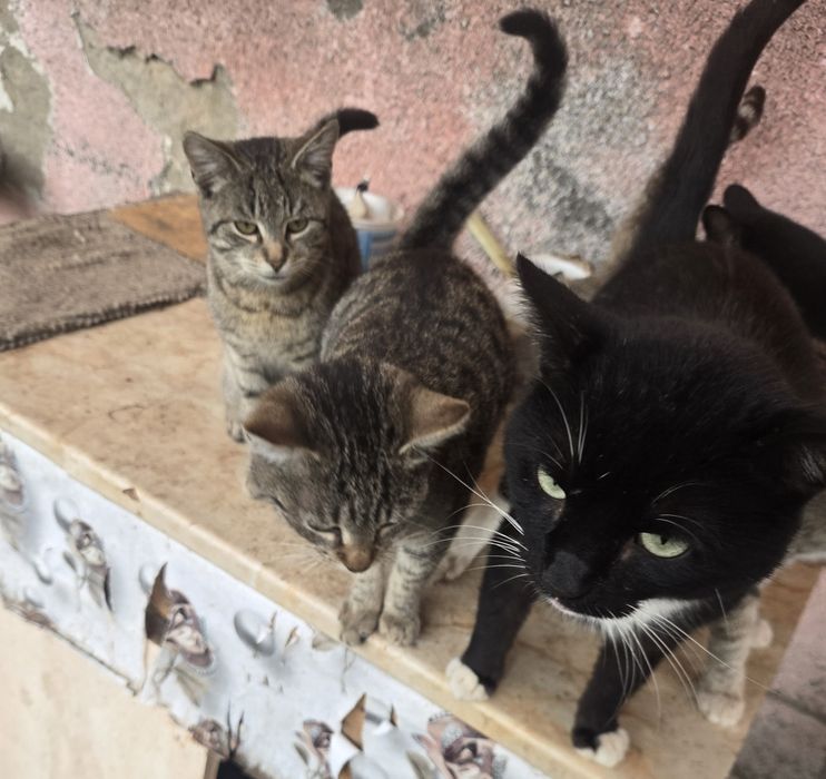 Donez pisici .Am foarte multi. Trebuie sa plec din tara .Detalii la te