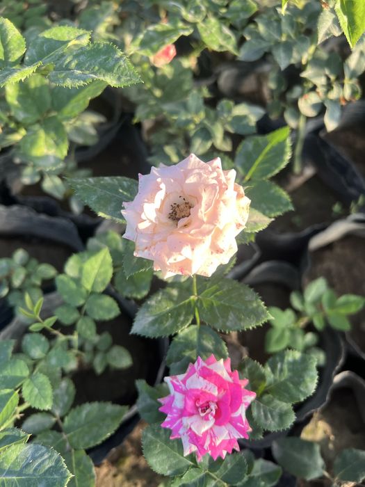 Atirgul kochatlari саженцы Розы