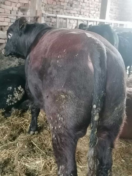 Vitei Aberden Angus de vanzare