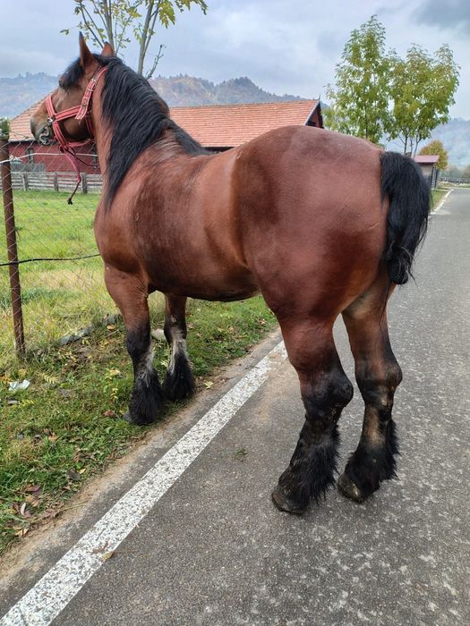 Armăsar 5 ani foarte blând