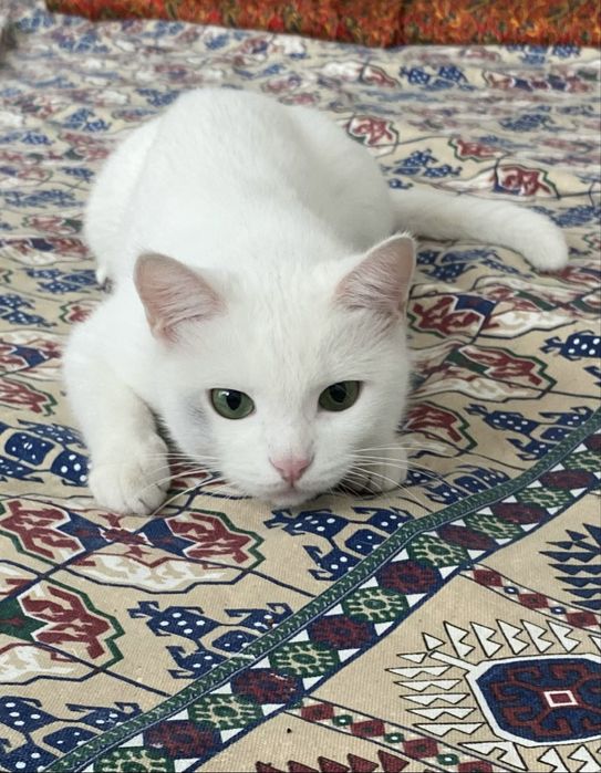 Срочно! Отдаю кошку в добрые руки