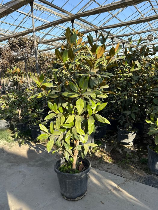 Magnoliya grandiflora