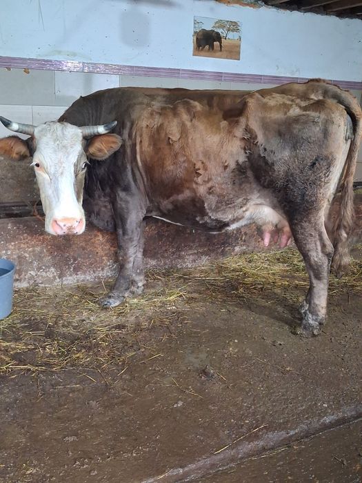 Vand o vacă  de prăsilă