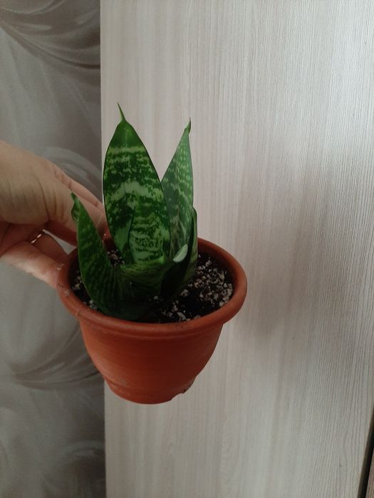 Комнатный цветок Сансевьерия