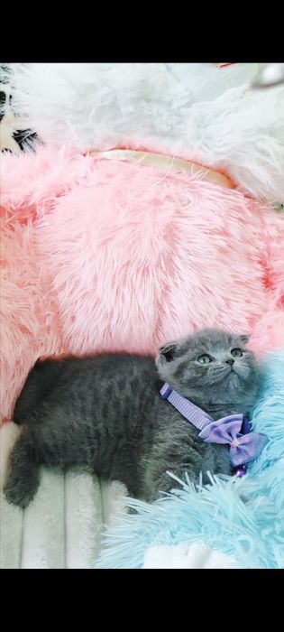 Продается котенок девочка скоттиш фолд!