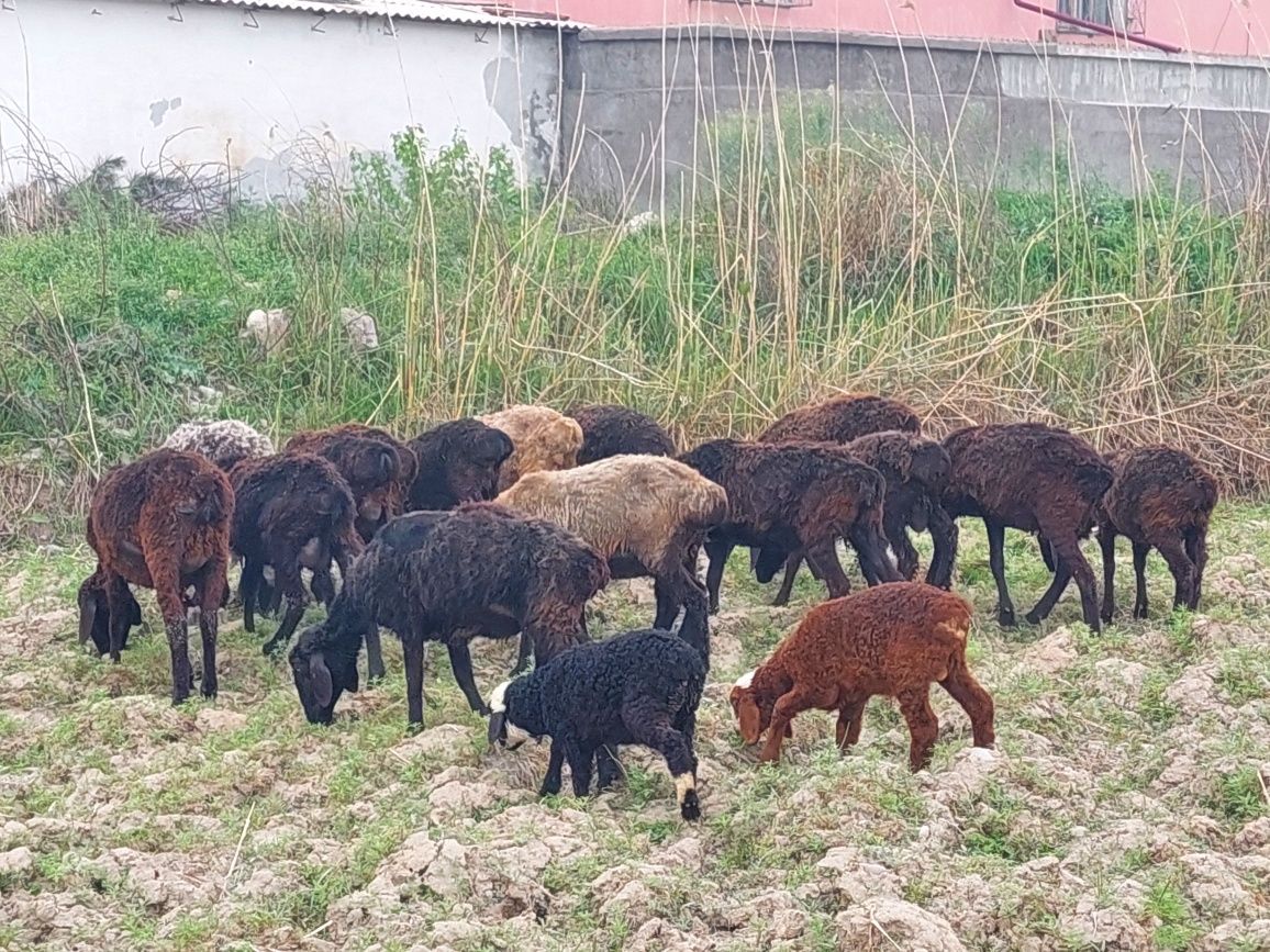 Qoylar 10 ta qoldi (joy Sergeli Surumda)