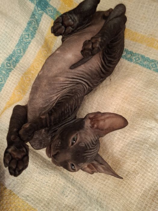 Сфинксики браши мальчики 1,5 мес.