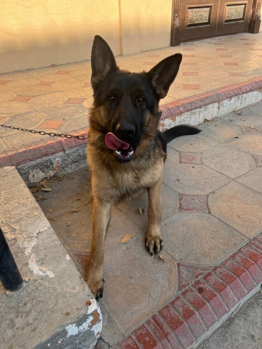 Продается щенок порода немецкая авчарка