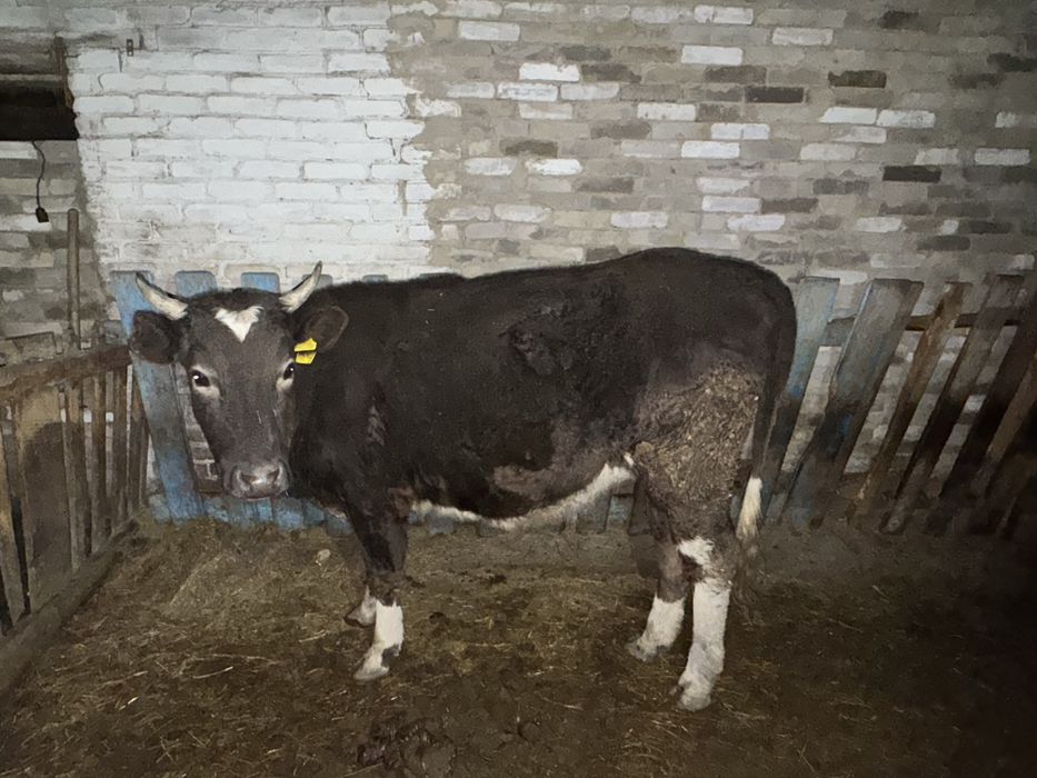 Продается телка!