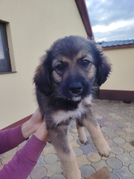 Donez  cățeluși jucausi