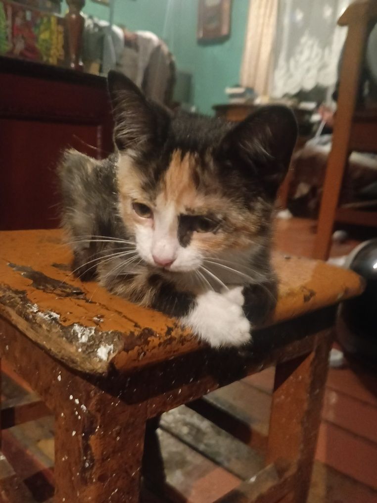 Кошечка красавица