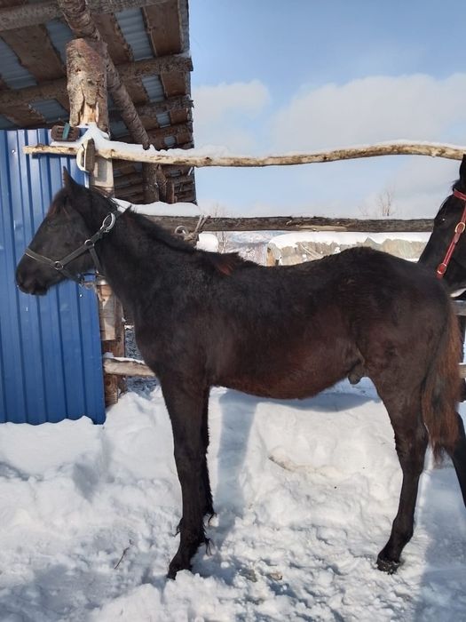 Продаётся жеребчик