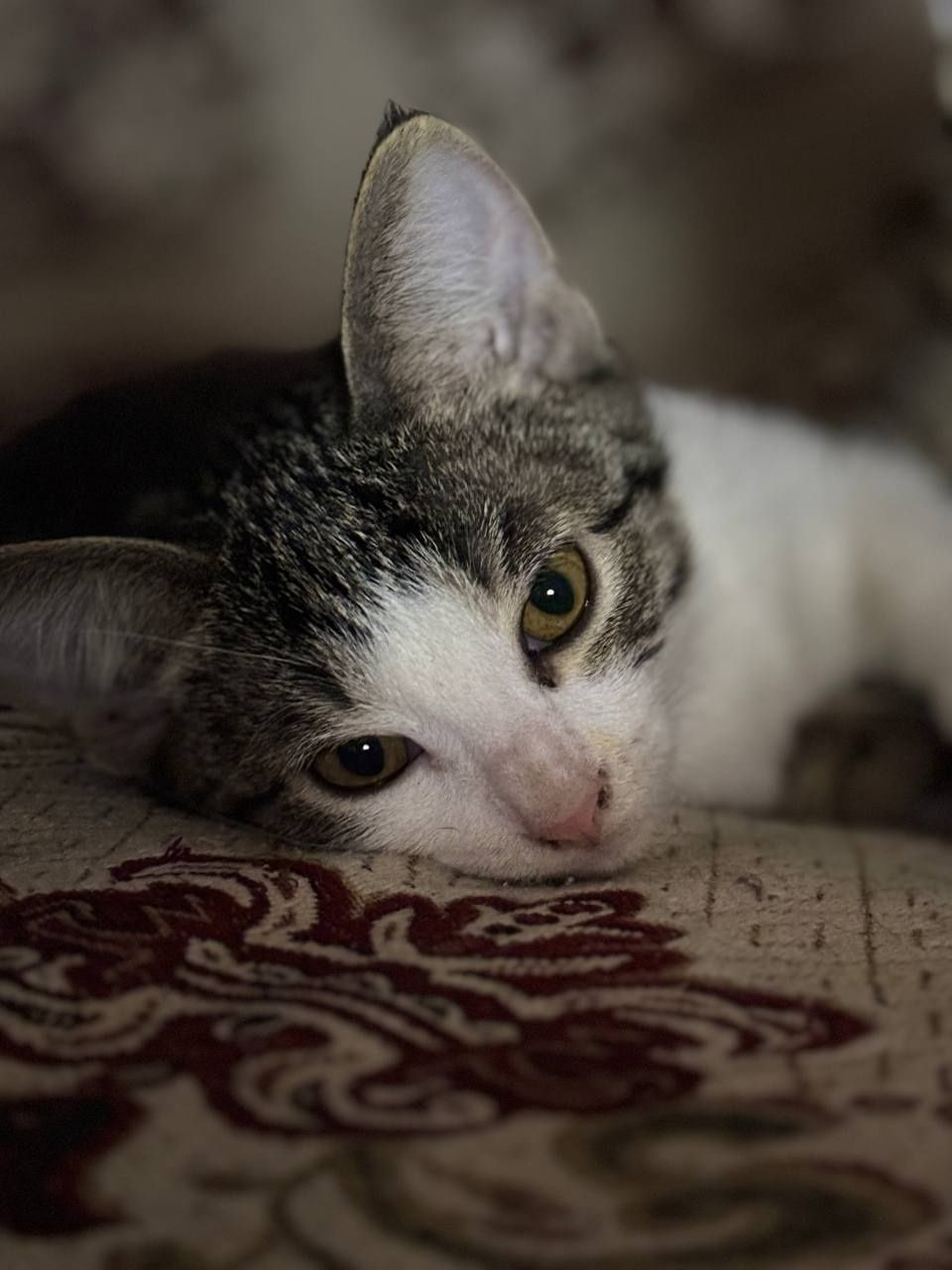 Котята ищут дом, спасённые с улицы малыши