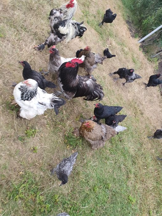 Gaini Brahma si Australorp