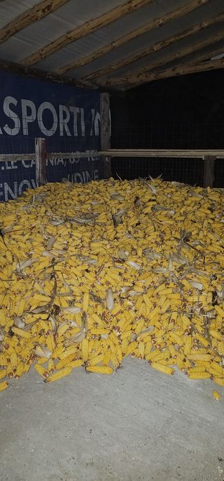 Vând porumb producție 2025