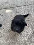 Adoptie catel talie mica