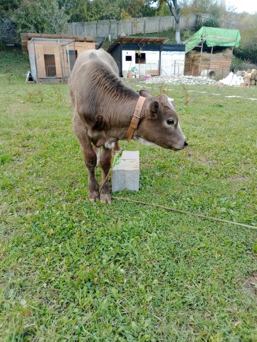 Vând vițică  din mama foarte bună de lapte