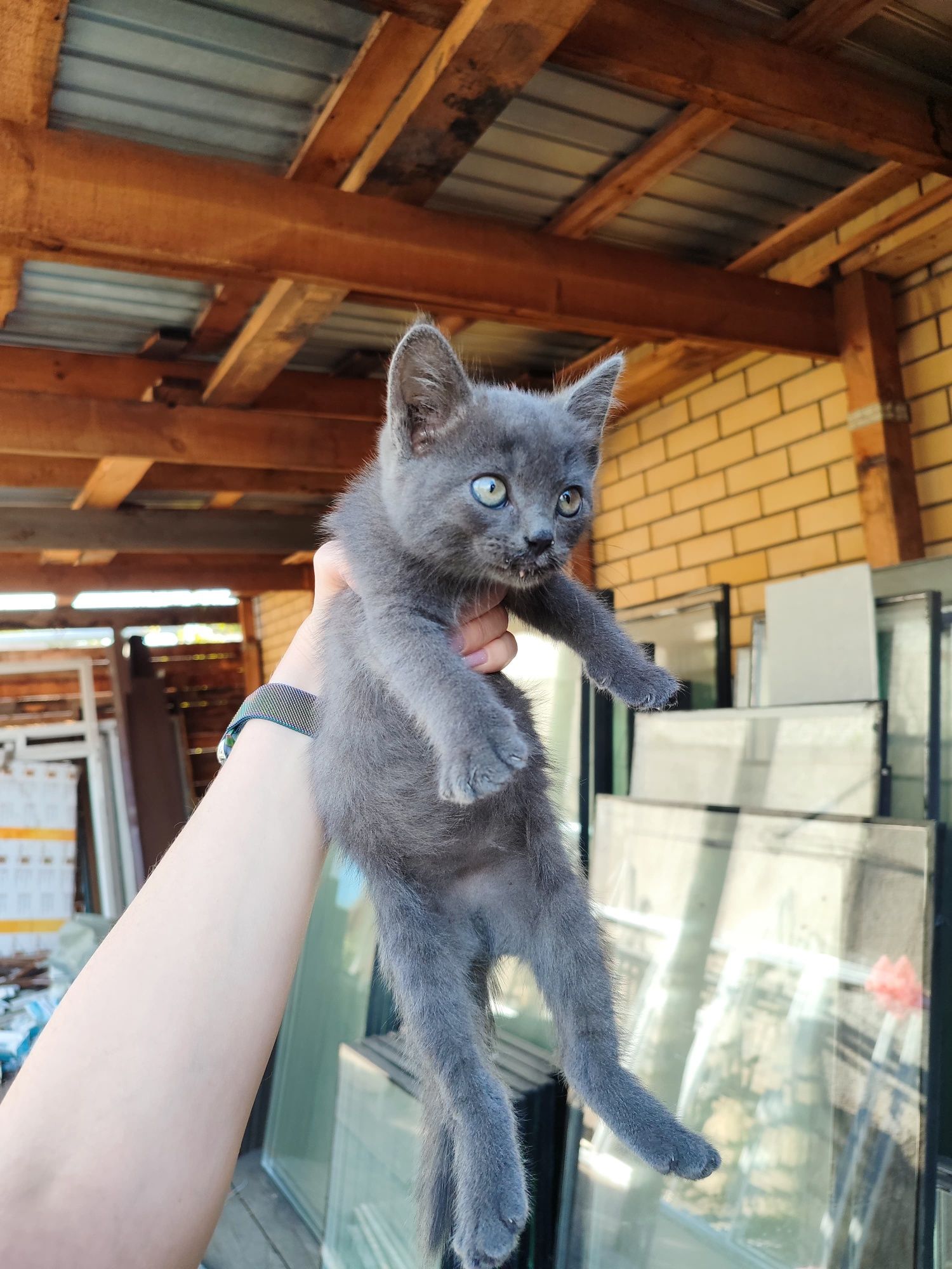 Котята ищут себе дом и добрых заботливых хозяев