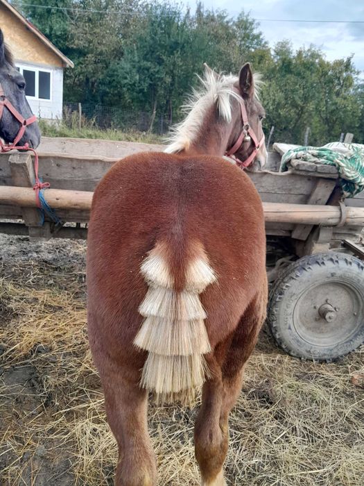 Vând mânz de 5 luni