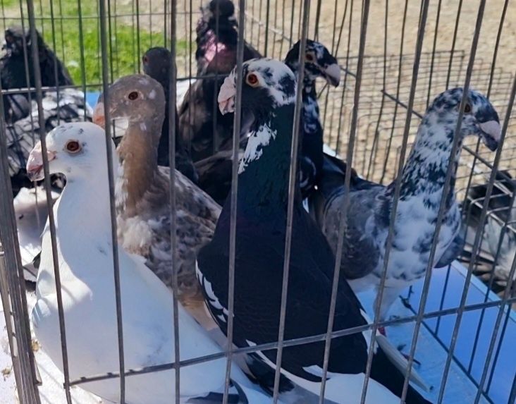 Germani de frumusete!