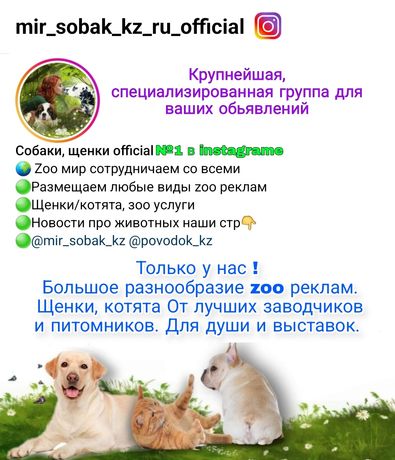 Мир собак кз, зоо реклама